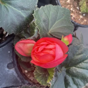 Begonia 'Limitless Sunrise' Live Plant – 4.5 inch Pot – Vibrant Foliage - Image 13