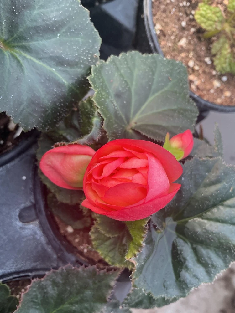 Begonia 'Limitless Sunrise' Live Plant – 4.5 inch Pot – Vibrant Foliage - Image 13