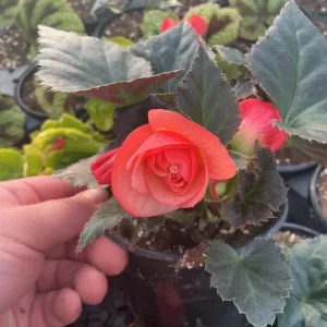 Begonia 'Limitless Sunrise' Live Plant – 4.5 inch Pot – Vibrant Foliage - Image 14