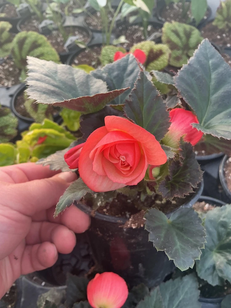 Begonia 'Limitless Sunrise' Live Plant – 4.5 inch Pot – Vibrant Foliage - Image 14