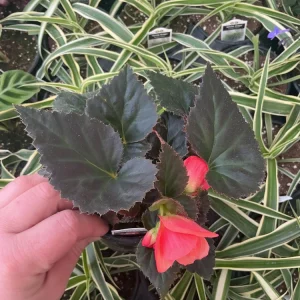 Begonia 'Limitless Sunrise' Live Plant – 4.5 inch Pot – Vibrant Foliage - Image 15