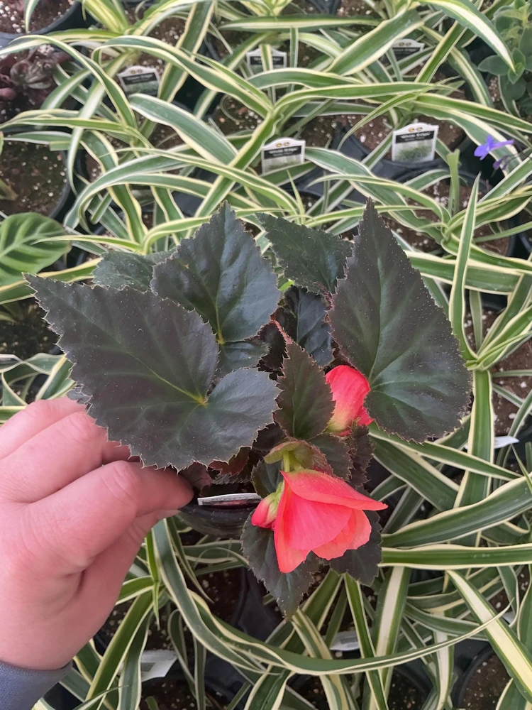 Begonia 'Limitless Sunrise' Live Plant – 4.5 inch Pot – Vibrant Foliage - Image 15
