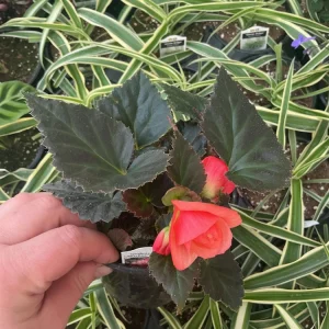 Begonia 'Limitless Sunrise' Live Plant – 4.5 inch Pot – Vibrant Foliage - Image 16