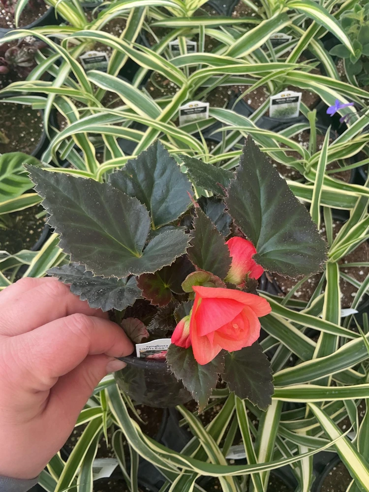 Begonia 'Limitless Sunrise' Live Plant – 4.5 inch Pot – Vibrant Foliage - Image 16
