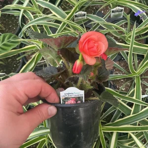 Begonia 'Limitless Sunrise' Live Plant – 4.5 inch Pot – Vibrant Foliage - Image 17