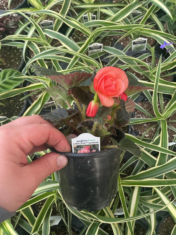 Begonia 'Limitless Sunrise' Live Plant – 4.5 inch Pot – Vibrant Foliage - Image 17