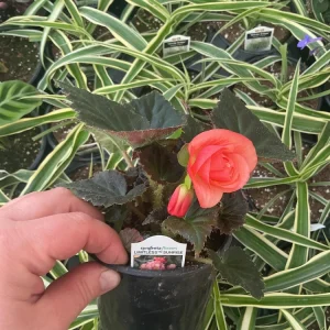 Begonia 'Limitless Sunrise' Live Plant – 4.5 inch Pot – Vibrant Foliage - Image 18
