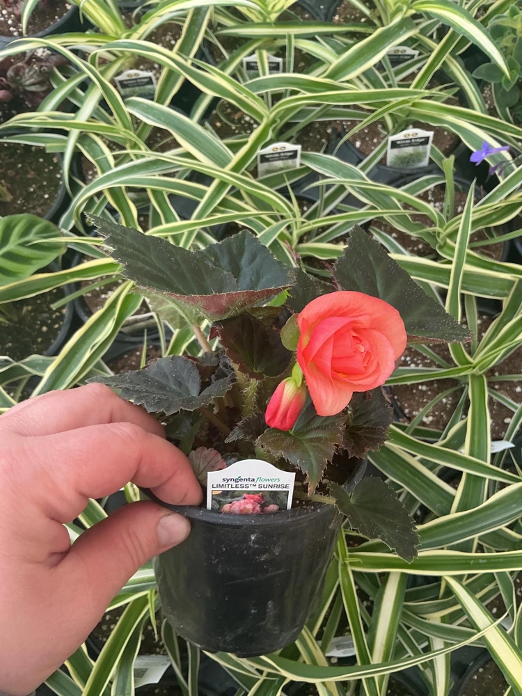 Begonia 'Limitless Sunrise' Live Plant – 4.5 inch Pot – Vibrant Foliage - Image 18