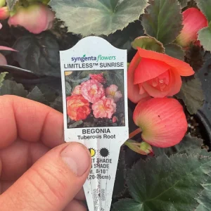 Begonia 'Limitless Sunrise' Live Plant – 4.5 inch Pot – Vibrant Foliage - Image 19
