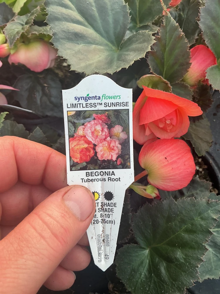 Begonia 'Limitless Sunrise' Live Plant – 4.5 inch Pot – Vibrant Foliage - Image 19