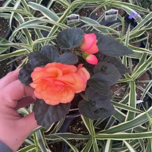 Begonia 'Limitless Sunrise' Live Plant – 4.5 inch Pot – Vibrant Foliage - Image 2