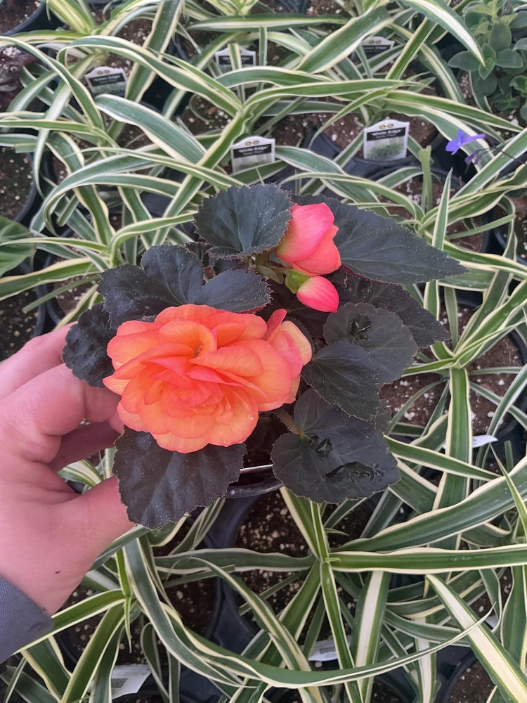 Begonia 'Limitless Sunrise' Live Plant – 4.5 inch Pot – Vibrant Foliage - Image 2