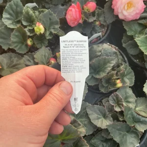 Begonia 'Limitless Sunrise' Live Plant – 4.5 inch Pot – Vibrant Foliage - Image 20