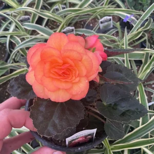 Begonia 'Limitless Sunrise' Live Plant – 4.5 inch Pot – Vibrant Foliage - Image 3