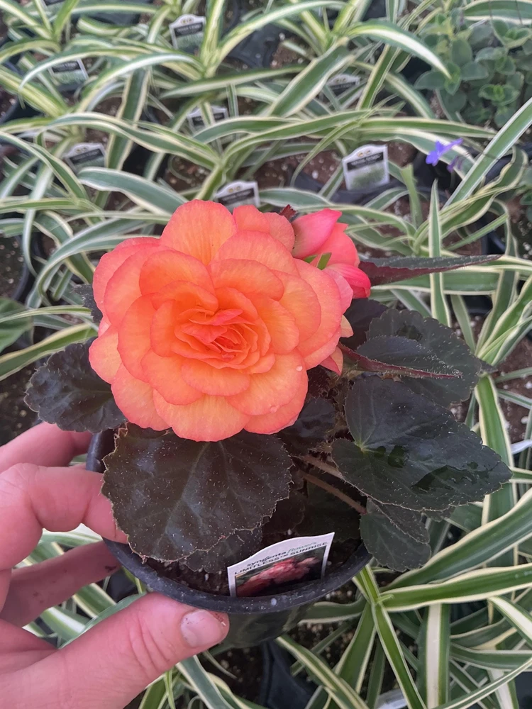 Begonia 'Limitless Sunrise' Live Plant – 4.5 inch Pot – Vibrant Foliage - Image 3