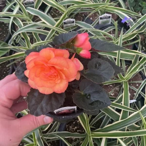 Begonia 'Limitless Sunrise' Live Plant – 4.5 inch Pot – Vibrant Foliage - Image 4