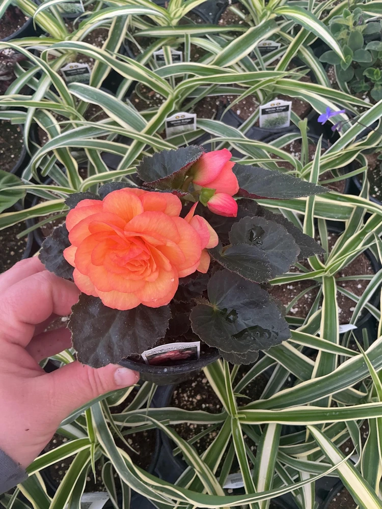 Begonia 'Limitless Sunrise' Live Plant – 4.5 inch Pot – Vibrant Foliage - Image 4