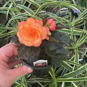 Begonia 'Limitless Sunrise' Live Plant – 4.5 inch Pot – Vibrant Foliage - Image 5