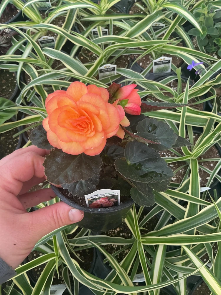 Begonia 'Limitless Sunrise' Live Plant – 4.5 inch Pot – Vibrant Foliage - Image 5