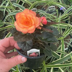 Begonia 'Limitless Sunrise' Live Plant – 4.5 inch Pot – Vibrant Foliage - Image 6