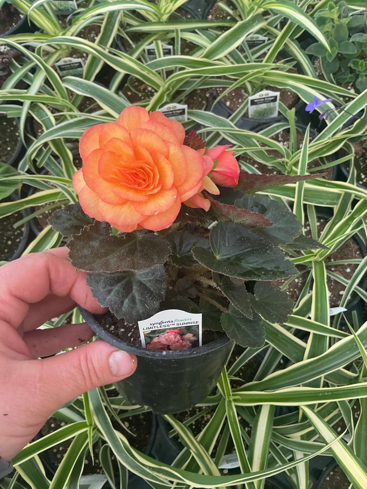 Begonia 'Limitless Sunrise' Live Plant – 4.5 inch Pot – Vibrant Foliage - Image 6
