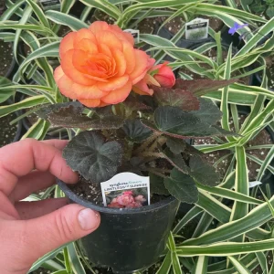 Begonia 'Limitless Sunrise' Live Plant – 4.5 inch Pot – Vibrant Foliage - Image 7