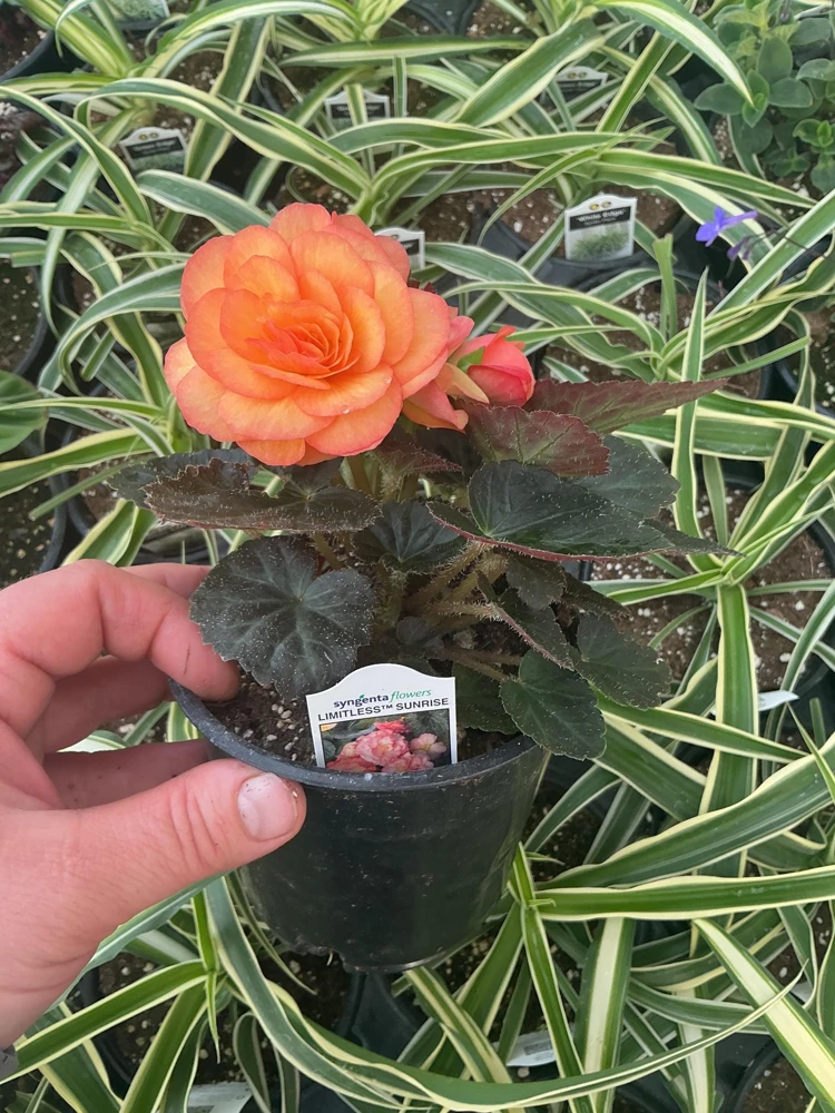 Begonia 'Limitless Sunrise' Live Plant – 4.5 inch Pot – Vibrant Foliage - Image 7