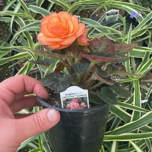 Begonia 'Limitless Sunrise' Live Plant – 4.5 inch Pot – Vibrant Foliage - Image 8