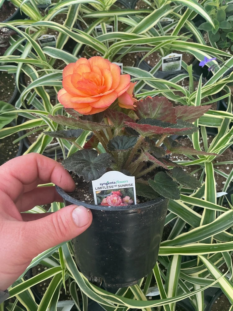 Begonia 'Limitless Sunrise' Live Plant – 4.5 inch Pot – Vibrant Foliage - Image 8