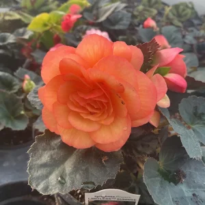 Begonia 'Limitless Sunrise' Live Plant – 4.5 inch Pot – Vibrant Foliage - Image 9