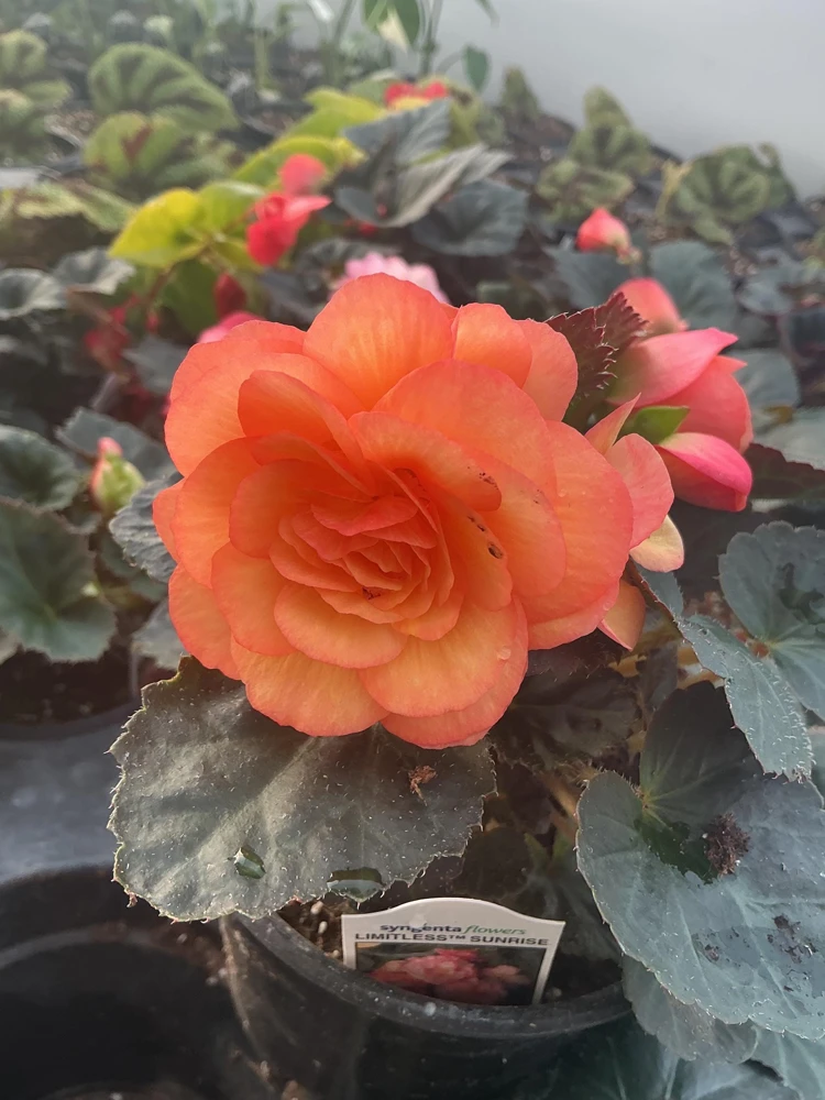 Begonia 'Limitless Sunrise' Live Plant – 4.5 inch Pot – Vibrant Foliage - Image 9