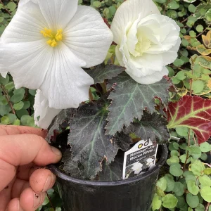 Begonia Nonstop Joy Mocca White Live Plant - 4.5