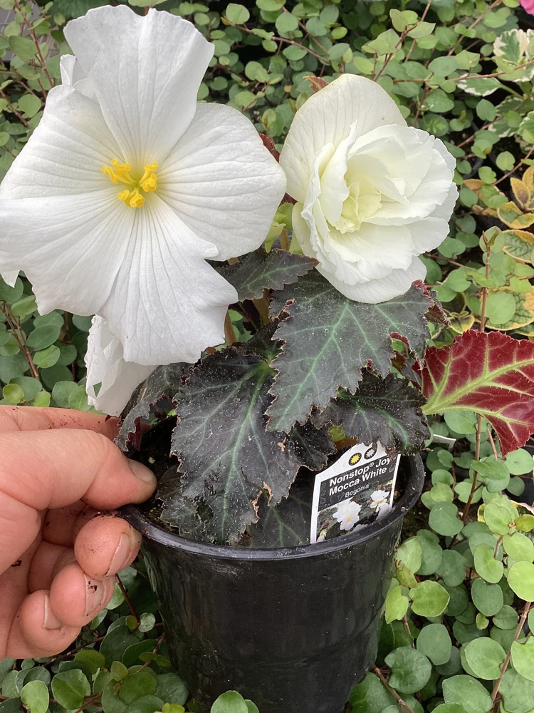 Begonia Nonstop Joy Mocca White Live Plant - 4.5" Pot - Indoor/Outdoor Flower - Image 10