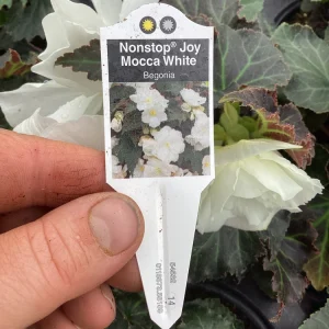 Begonia Nonstop Joy Mocca White Live Plant - 4.5