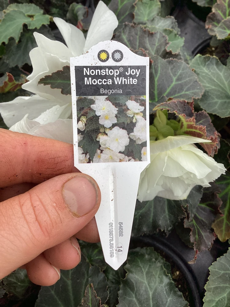 Begonia Nonstop Joy Mocca White Live Plant - 4.5" Pot - Indoor/Outdoor Flower - Image 11