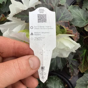 Begonia Nonstop Joy Mocca White Live Plant - 4.5