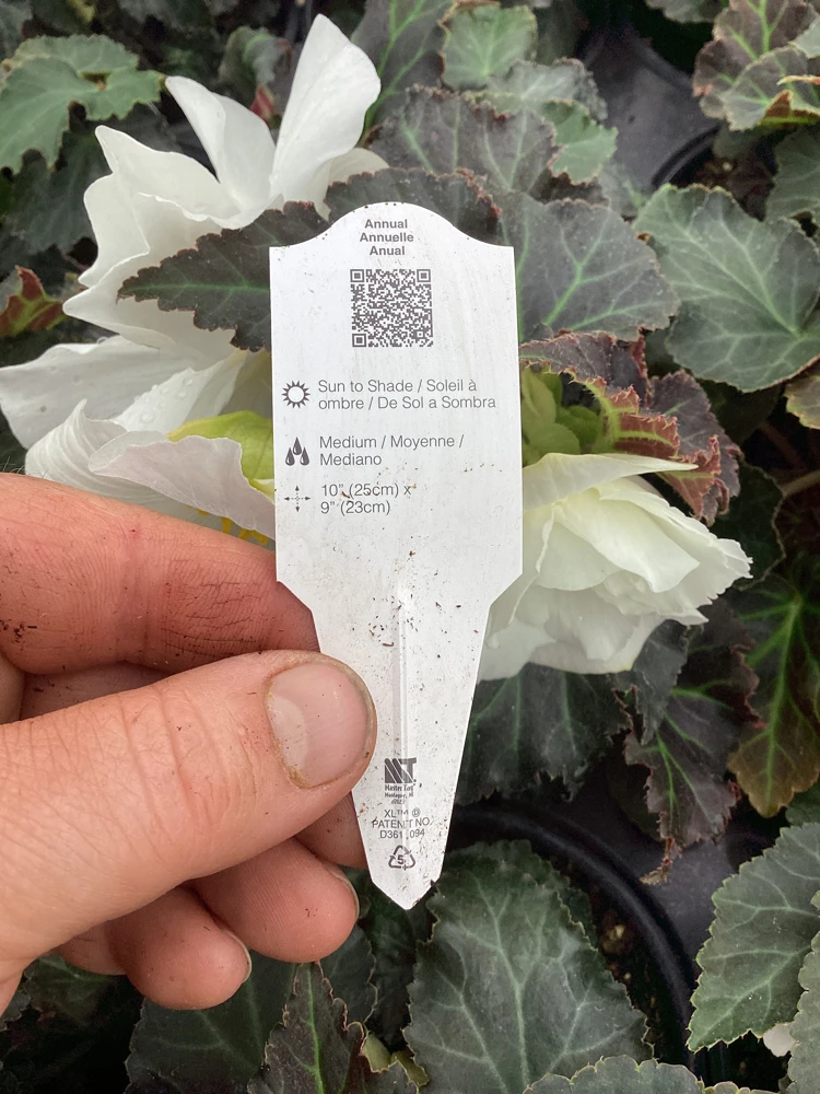 Begonia Nonstop Joy Mocca White Live Plant - 4.5" Pot - Indoor/Outdoor Flower - Image 12