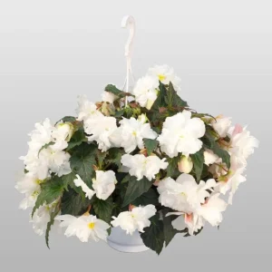 Begonia Nonstop Joy Mocca White Live Plant - 4.5