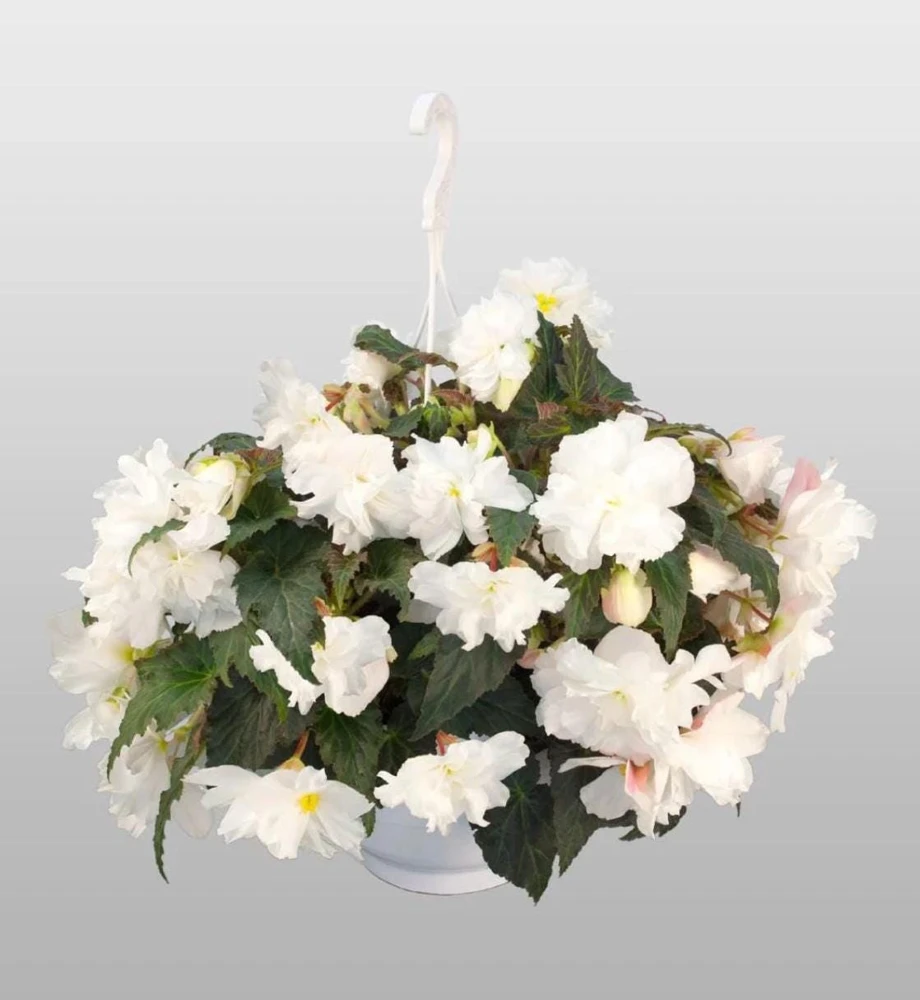 Begonia Nonstop Joy Mocca White Live Plant - 4.5" Pot - Indoor/Outdoor Flower - Image 2