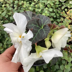 Begonia Nonstop Joy Mocca White Live Plant - 4.5