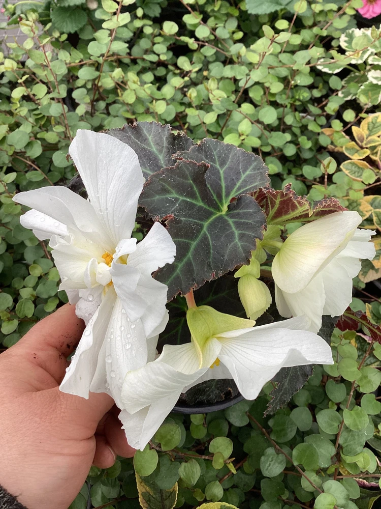 Begonia Nonstop Joy Mocca White Live Plant - 4.5" Pot - Indoor/Outdoor Flower - Image 3