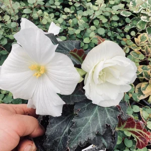 Begonia Nonstop Joy Mocca White Live Plant - 4.5
