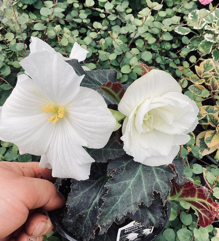 Begonia Nonstop Joy Mocca White Live Plant - 4.5" Pot - Indoor/Outdoor Flower - Image 4
