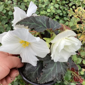 Begonia Nonstop Joy Mocca White Live Plant - 4.5