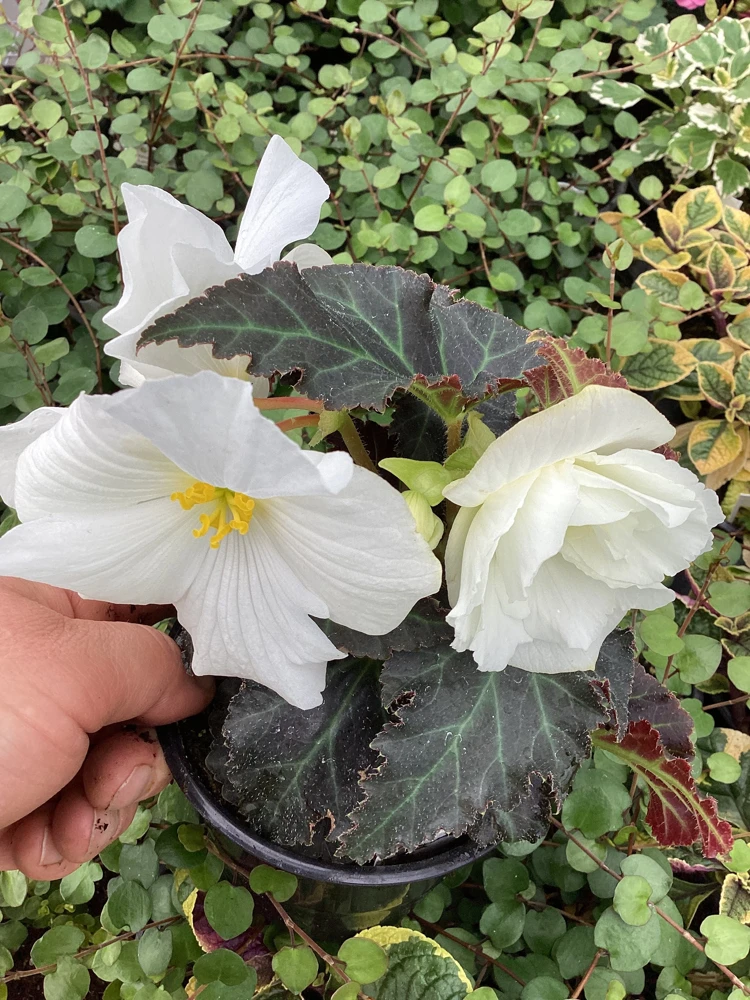 Begonia Nonstop Joy Mocca White Live Plant - 4.5" Pot - Indoor/Outdoor Flower - Image 5