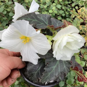 Begonia Nonstop Joy Mocca White Live Plant - 4.5