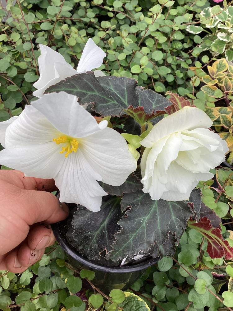 Begonia Nonstop Joy Mocca White Live Plant - 4.5" Pot - Indoor/Outdoor Flower - Image 6