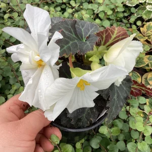 Begonia Nonstop Joy Mocca White Live Plant - 4.5