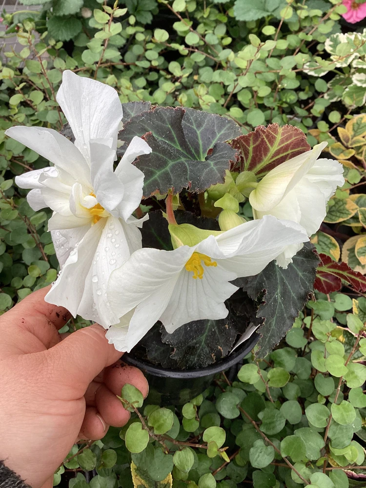 Begonia Nonstop Joy Mocca White Live Plant - 4.5" Pot - Indoor/Outdoor Flower - Image 7