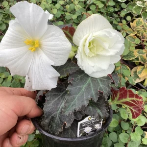 Begonia Nonstop Joy Mocca White Live Plant - 4.5
